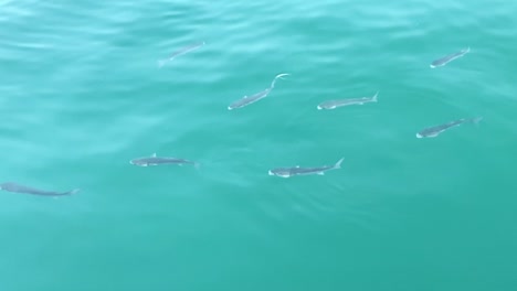 Un-Vídeo-En-Cámara-Lenta-De-Un-Pequeño-Banco-De-Peces-En-Hermosas-Aguas-Claras-Y-Verdes-En-Un-Día-Nublado-En-España