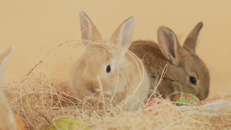 little rabbit nibblers chewing up straw bundle in easter scene - eye level medium close-up shot