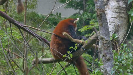 el panda rojo se rasca contra la rama del árbol en el dosel del zoológico