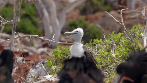 A very young magnificent frigatebird covered in downy feathers sits in a tree in the wind on North Seymour Island near Santa Cruz in the Gal&aacute;pagos Islands