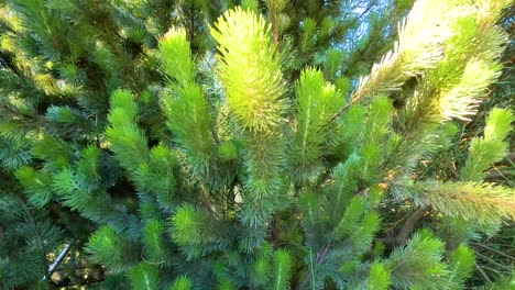 close-up view of lush lodgepole pine branches in sunlight