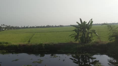 tracking shot of rice paddy fields at dusk on canal waterway at alappuzha, kerala, india