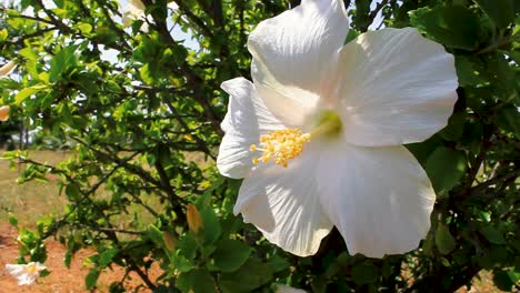 Handaufnahme-Einer-Voll-Erblühten-Weißen-Hibiskusblüte,-Die-Sich-Am-Nachmittag-Im-Frühling-Im-Wind-Wiegt