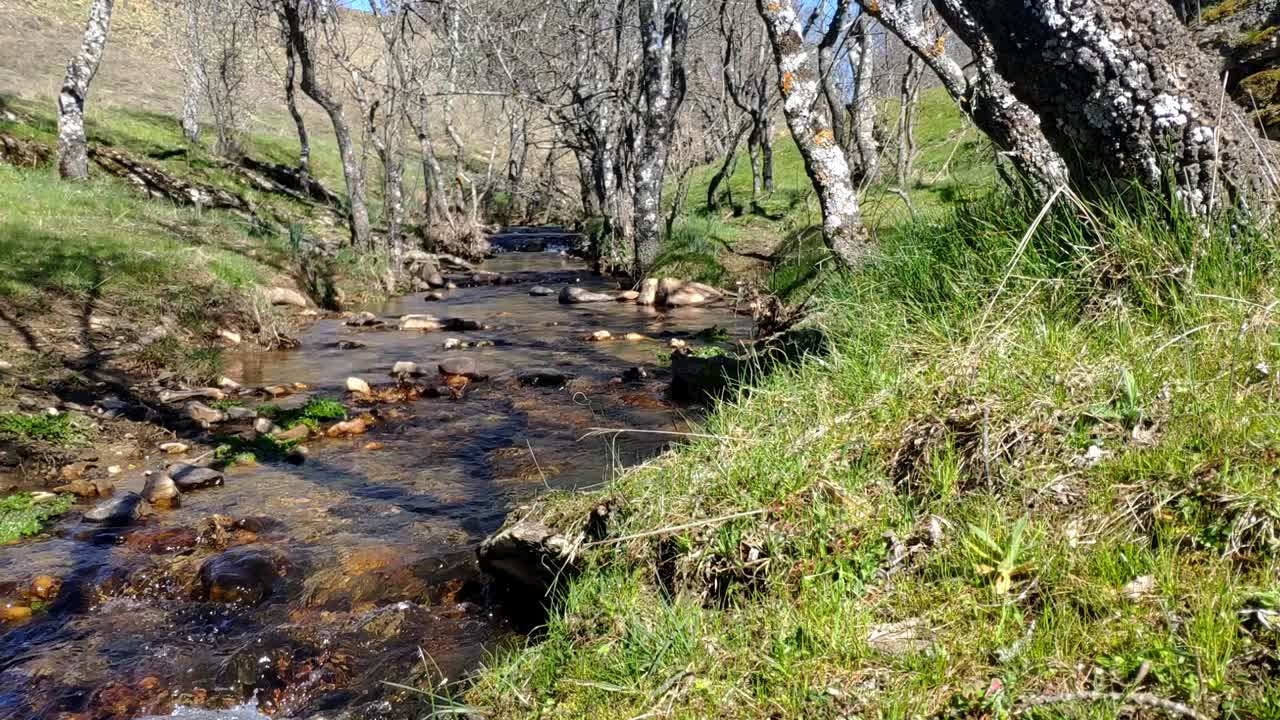 pequeño río afluente que fluye entre árboles sin hojas