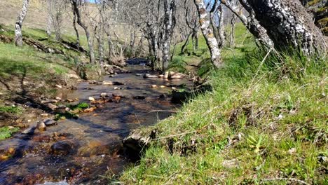 small river affluent flowing between trees with no leaves