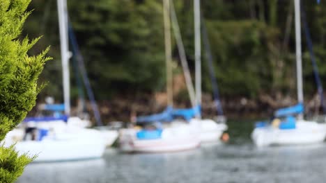 sailboats docked near lush greenery in fife, scotland