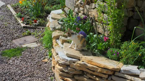 astray cat wandering at the sunny poets garden in morella, castellon, spain