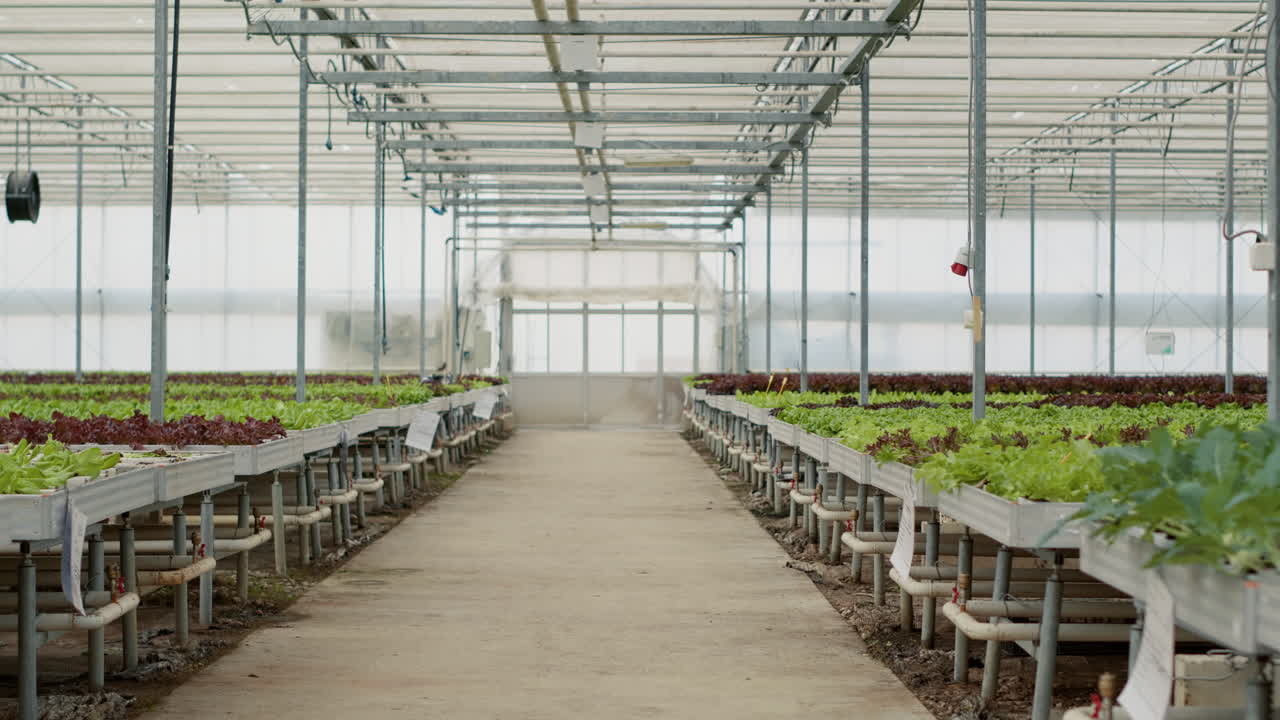 Hydroponic Lettuce in a Greenhouse