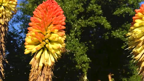 bees flying around and pollinating beautiful flowers of torch lilies on a hot summer day part 2