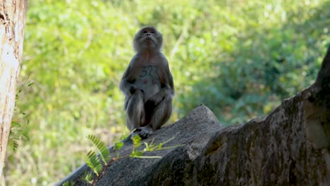 mono sentado en una roca en el bosque