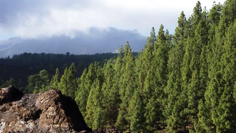 malowniczy krajobraz w parku narodowym teide na teneryfie na wyspach kanaryjskich w hiszpanii, natura wulkaniczna, zielone drzewa, powolne, nisko poruszające się chmury nad górami, słoneczny dzień, średnie ujęcie