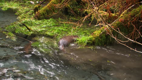 Nutrias-Retozan-En-Un-Arroyo-De-Agua-Dulce