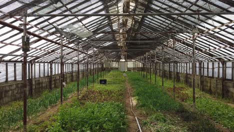 poor man's green house with young tomato plants being grown and care for