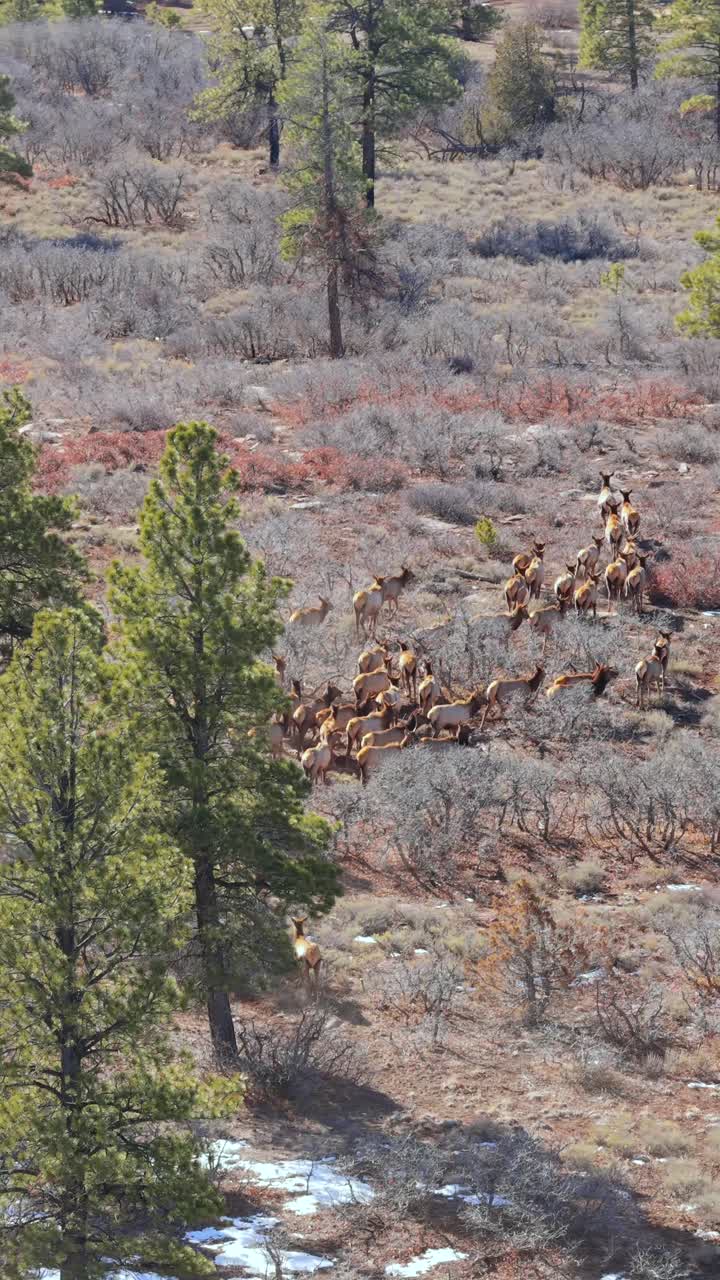 Una lunga fila di alci si sposta attraverso una robusta foresta di montagna con pini e vegetazione invernale. Questa inquadratura verticale cattura la migrazione naturale e l'habitat della selvaggina di grossa taglia nel West americano.