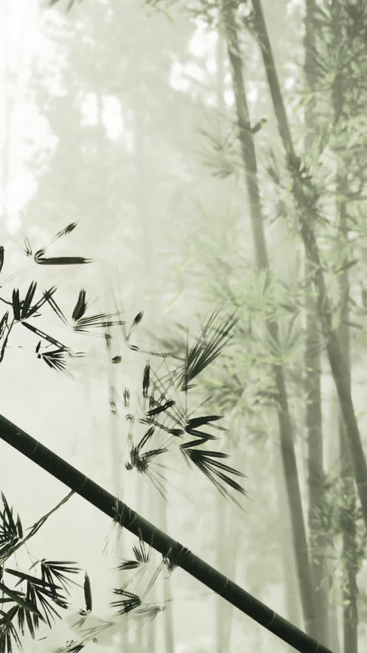 Dense bamboo forest shrouded in mist offers serene nature experience