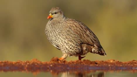 una foto de cuerpo completo de un spurfowl de swainson subadulto caminando a lo largo de la orilla del agua en busca de comida, gran kruger