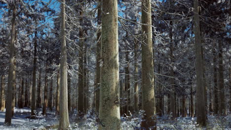 snow covered conifer forest at sunny day