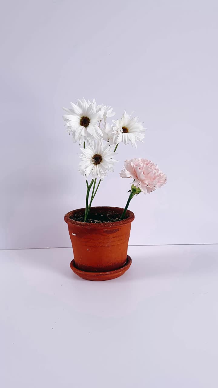hermosas margaritas blancas y claveles rosados en una olla de terracota