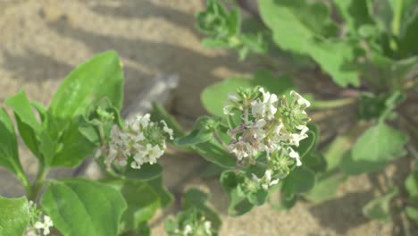 disparo de arriba hacia abajo de un grupo de flores del desierto soplando en el viento en un día soleado