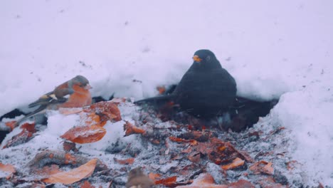 Blackbird-and-chaffinches-foraging-in-the-snow,-Veluwe-National-Park,-Netherlands,-close-up