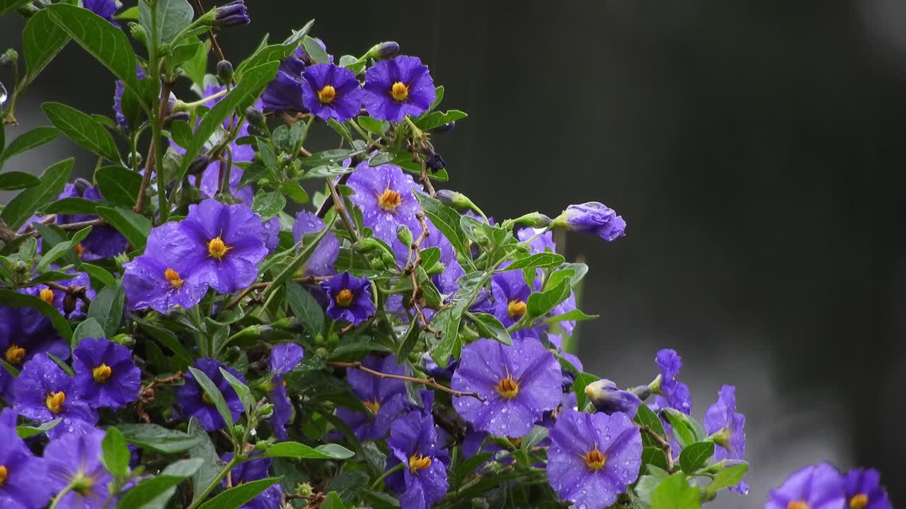 비 오는 날 에메랄드 녹색 잎과 빗방울이 있는 아름다운 보라색과 짙은 보라색 꽃