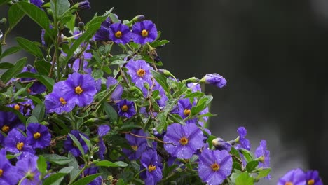 beautiful violet and deep purple flowers with emerald green leaves and raindrops during a rainy day