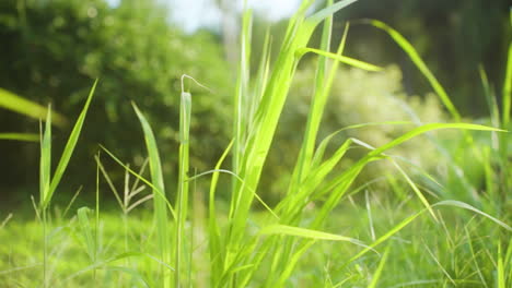 la hierba verde alta se balancea suavemente mientras el viento sopla en un día soleado