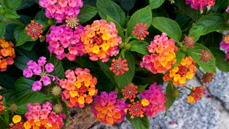 colorful blossom flowers, vase of flowers