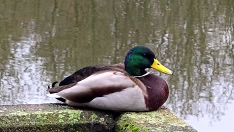 portret van een wilde eend