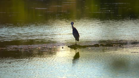 Una-Gran-Garza-Azul-En-Un-Humedal