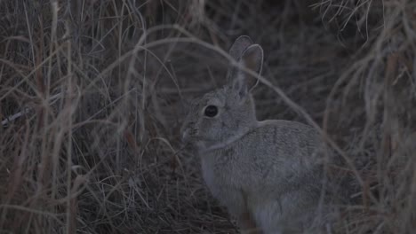rabbit feeding in the winter grasses of a field in denver, colorado in hd 1080p 59.94p