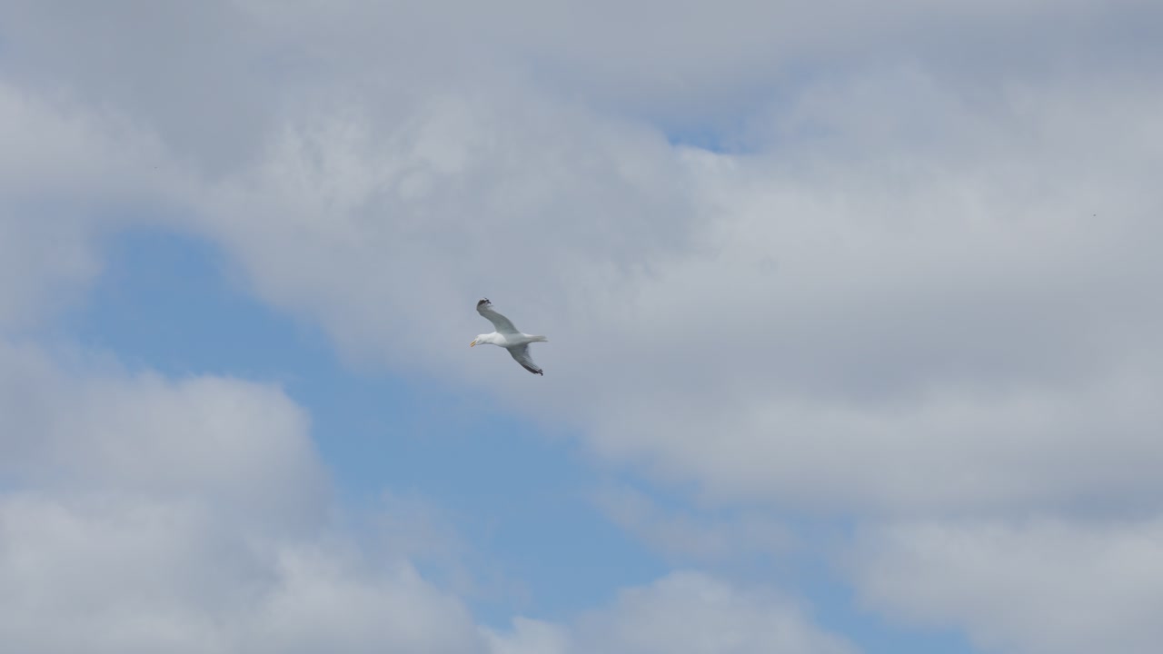 A single seagull glides smoothly through a partly cloudy sky, captured in wide shots with natural daylight and steady camera movement