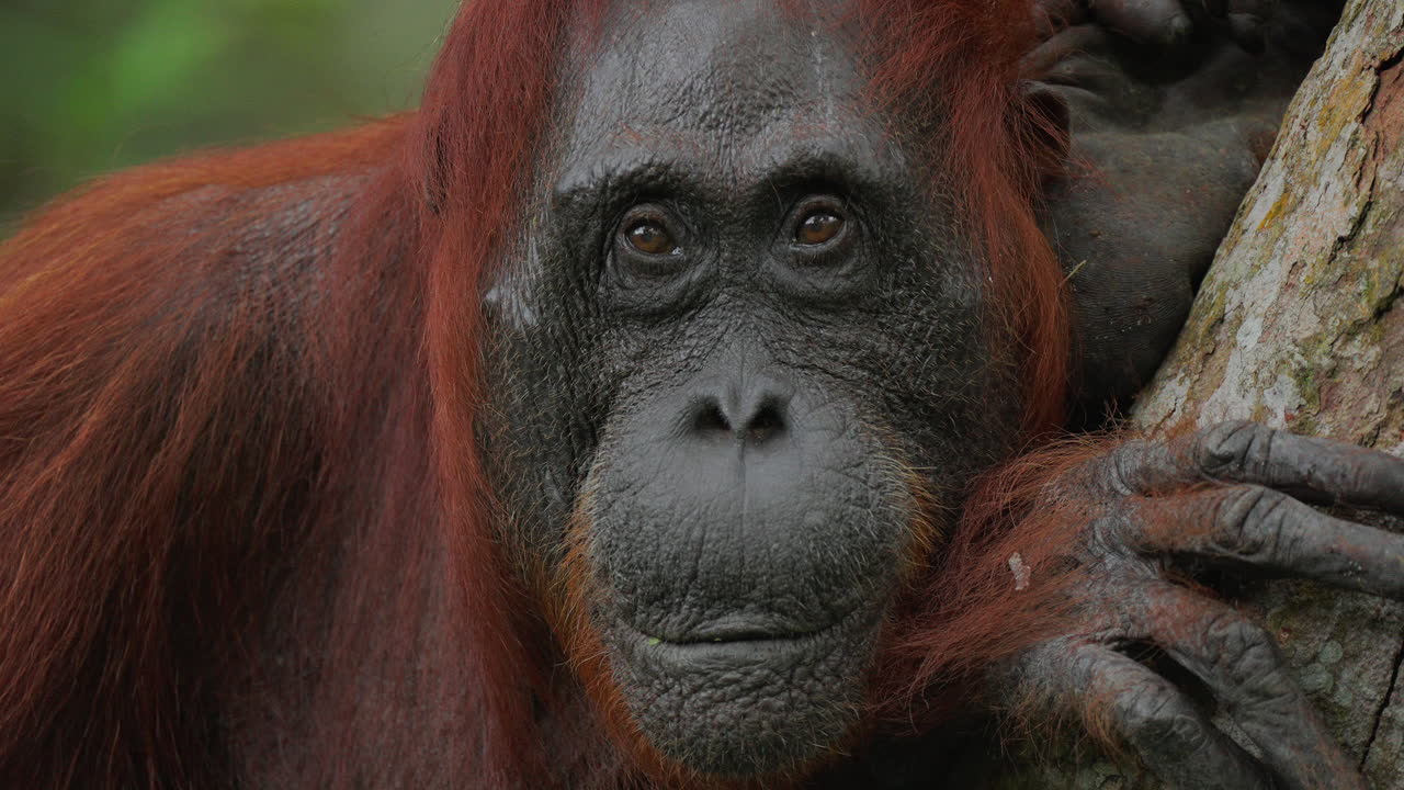 retrato de un orangután