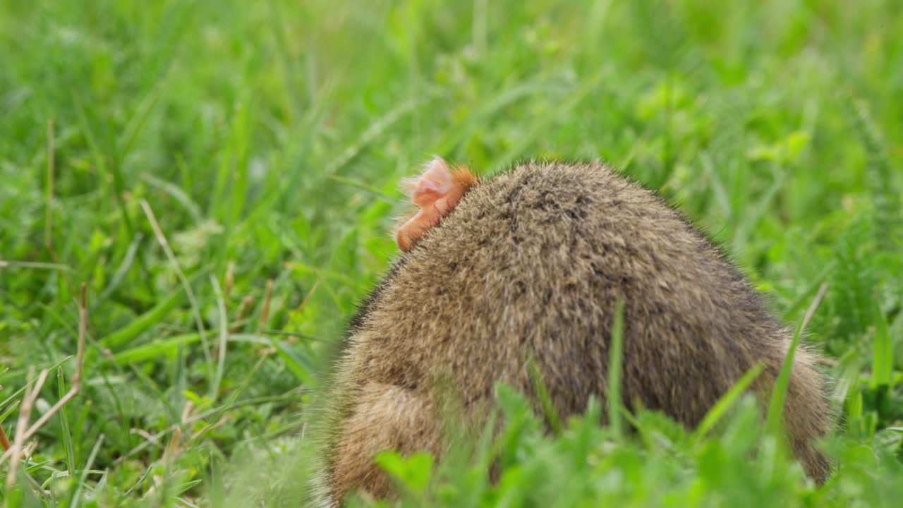 Un criceto interagisce con l’ambiente circostante in una zona erbosa. Il filmato cattura movimenti e azioni impercettibili. Colori vivaci e luce naturale valorizzano l’ambientazione esterna.