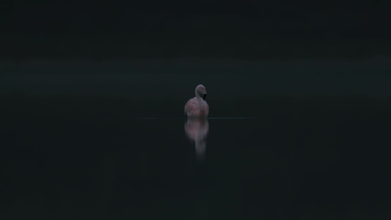 Flamingo stands alone and dips into water