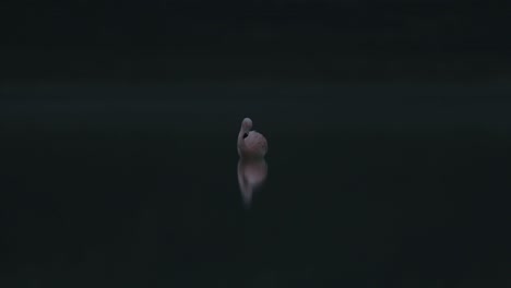 Flamingo-stands-alone-and-dips-into-water