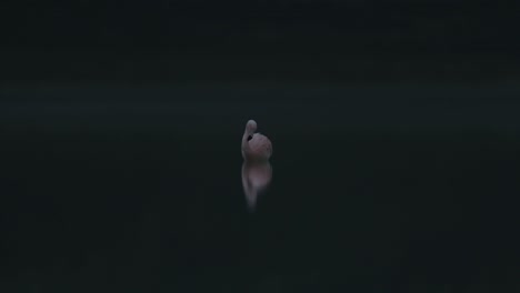 flamingo stands alone and dips into water