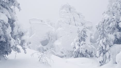 frozen rock surrounded by snow trees. forest in rime on mountaintop on winter morning. frosty haze barely hides cliff. branches are swaying in wind.