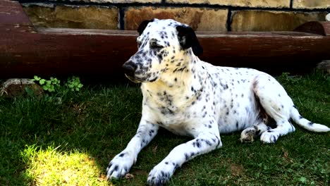 dalmatian dog lies on the grass .