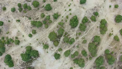 Drone-De-Arriba-Hacia-Abajo-Disparado-Desde-Una-Orilla-De-Arena-Blanca-Con-Muchos-Arbustos-Verdes,-Volando-Por-El-Dron