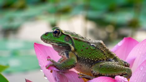 a green frog posed elegantly on a pink lotus flower, capturing the serenity of nature and the beauty of aquatic life in a tranquil environment
