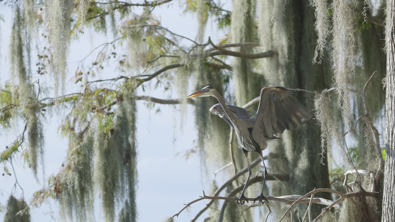 Great Blue Heron Spreading Wings Perched on Cypress Tree Moss