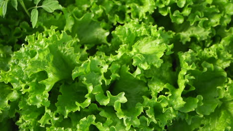 vibrant and lush lettuce leaves, a testament to the beauty of fresh and healthy greens in their natural state