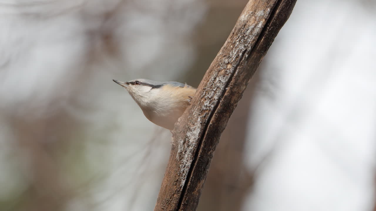 Close-up of wood nuthatch (Sitta europaea) bird jumps on rotten branch and take off - low angle