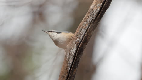 close-up of wood nuthatch (sitta europaea) bird jumps on rotten branch and take off - low angle