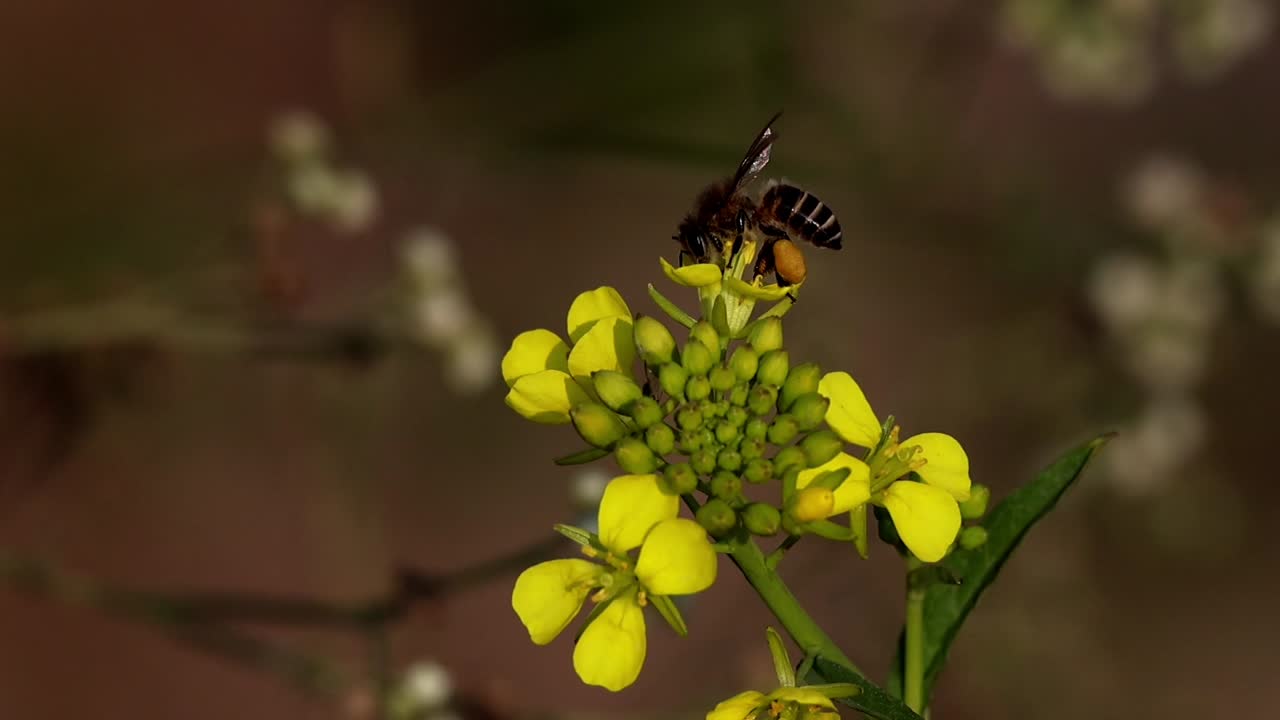 Крупный план индийской медоносной пчелы Apis cerana indica, собирающей нектар и пыльцу с ярко-желтых горчичных цветов вдоль берега реки в Химачал-Прадеше, Индия