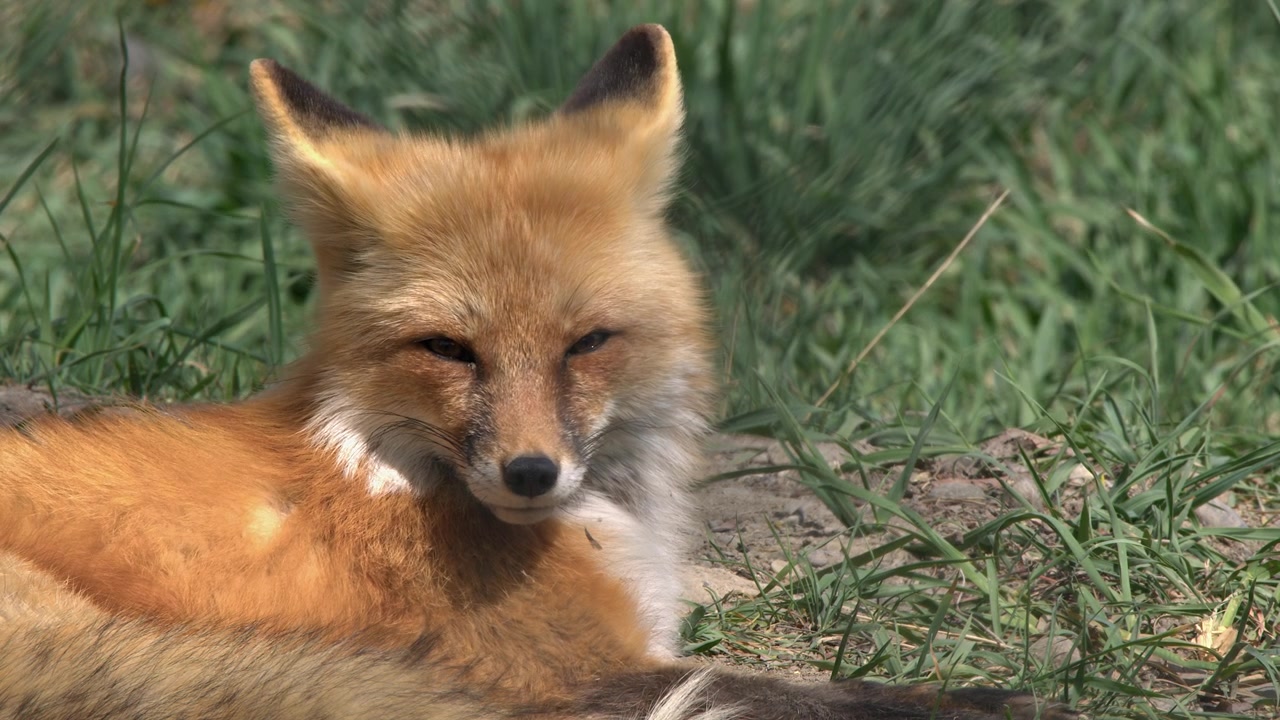Raposa vermelha relaxada em um prado de floresta boreal olha diretamente para a câmera.