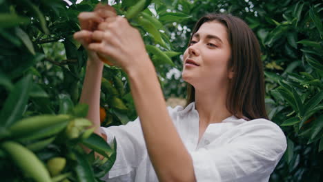 una jardinera recogiendo naranjas en una plantación de primer plano. una chica sonriente lanzando cítricos