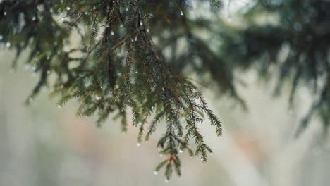 a close-up of the pine tree branches