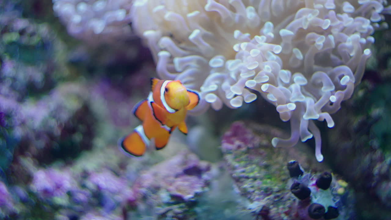 Un pesce pagliaccio guarda in camera e nuota vicino a un anemone.